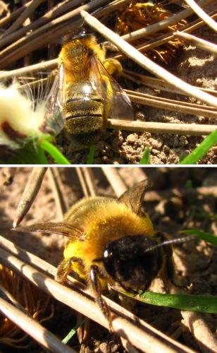 Réf. 180 648 : Andrena sp.